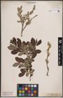 Foto von Salix cinerea L.